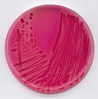 Risultati immagini per rambach agar